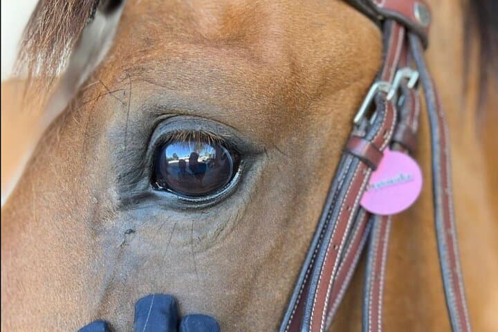 Horse Baptism in Aveiro: 30-Minute Guided Ride Through Ílhavo Wetlands photo 2