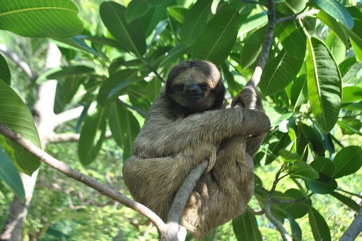 Roatán Eco-Park and West Bay Beach Tour: Wildlife, Culture & Reefside Relaxation photo 6