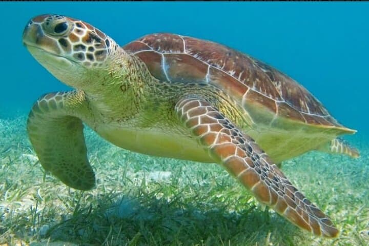 Tulum Snorkel Combo: Kaan Luum Lagoon, Cenote & Coral Reef Tour photo 2