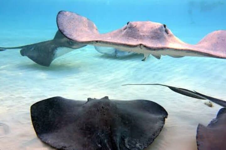 Tulum Snorkel Combo: Kaan Luum Lagoon, Cenote & Coral Reef Tour photo 5