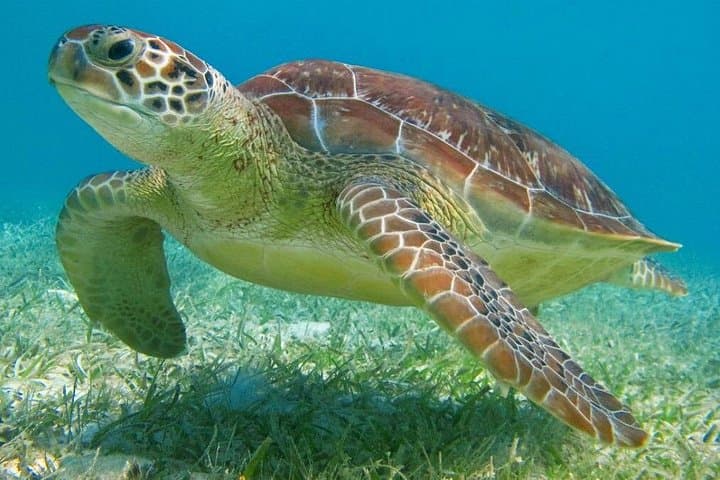 Private Tulum Snorkel with Sea Turtles, Akumal Bay & Cenote Day Trip photo 1