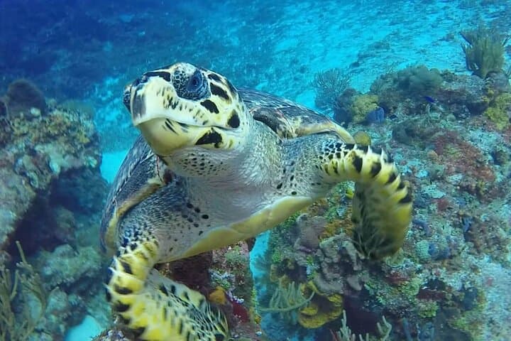 Cozumel Snorkeling: Turtle Sanctuary, El Cielo Starfish & Sandbank Tour photo 2