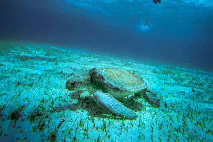 Cozumel Snorkeling: Turtle Sanctuary, El Cielo Starfish & Sandbank Tour photo 4