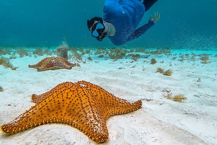 Cozumel Snorkeling: Turtle Sanctuary, El Cielo Starfish & Sandbank Tour photo 3