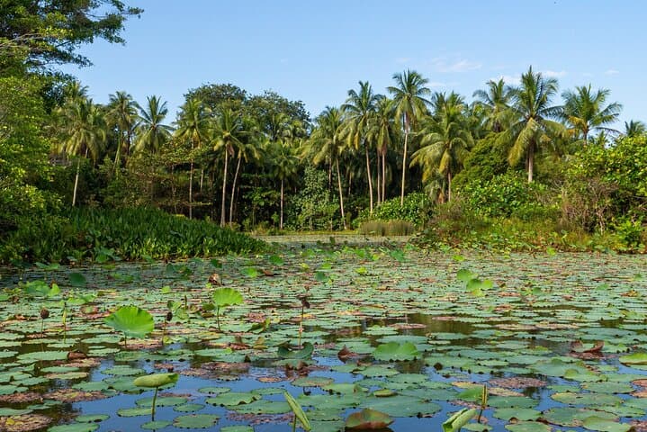 Pulau Ubin: Last Village in Singapore — 4-Hour Cycling & Walking Tour to Chek Jawa photo 2