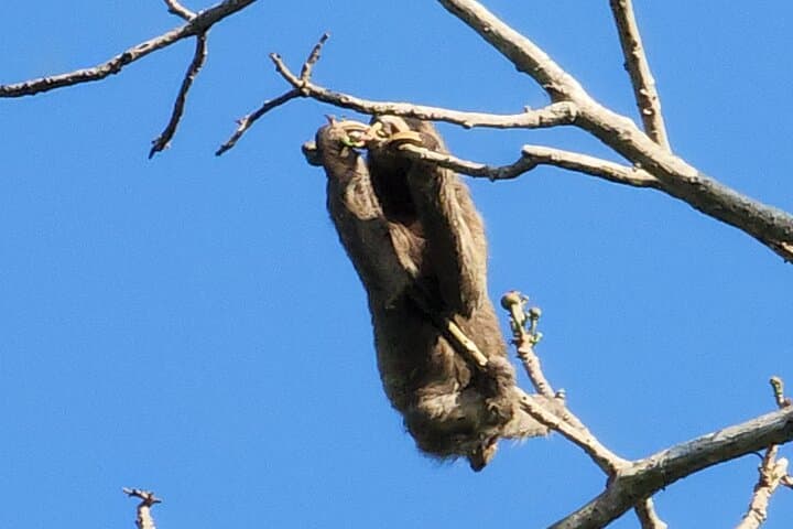 Ancon Hill Eco Walk: Sunrise, Sloths & Panama City Views photo 5