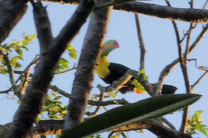 Ancon Hill Eco Walk: Sunrise, Sloths & Panama City Views photo 6