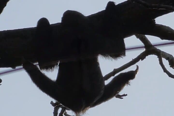Ancon Hill Eco Walk: Sunrise, Sloths & Panama City Views photo 3