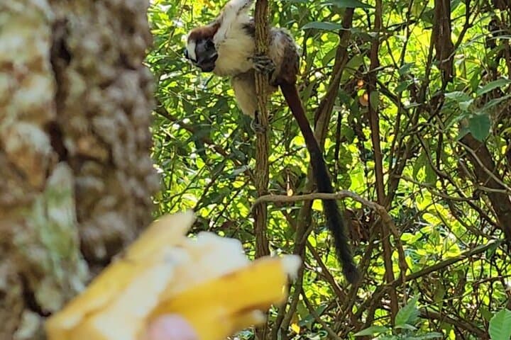 Ancon Hill Eco Walk: Sunrise, Sloths & Panama City Views photo 2