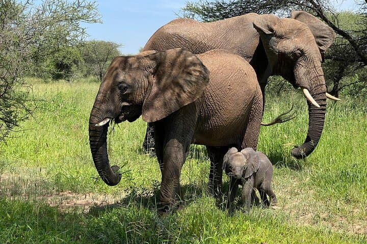 4-day-tarangire-serengeti-ngorongoro-safari photo 3