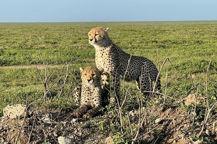 4-day-tarangire-serengeti-ngorongoro-safari photo 6