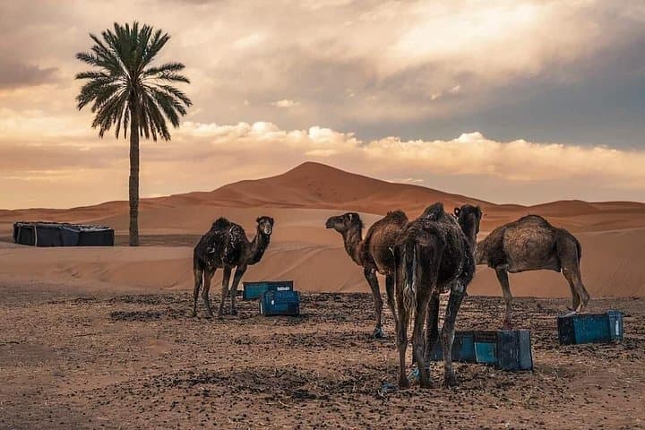 Overnight Private Sahara Camp in Merzouga: Erg Chebbi Camel Trek & Berber Night photo 2
