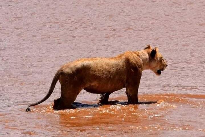 3-Day Tsavo East Safari from Diani Beach — Big Game & Lugard Falls Picnic photo 2