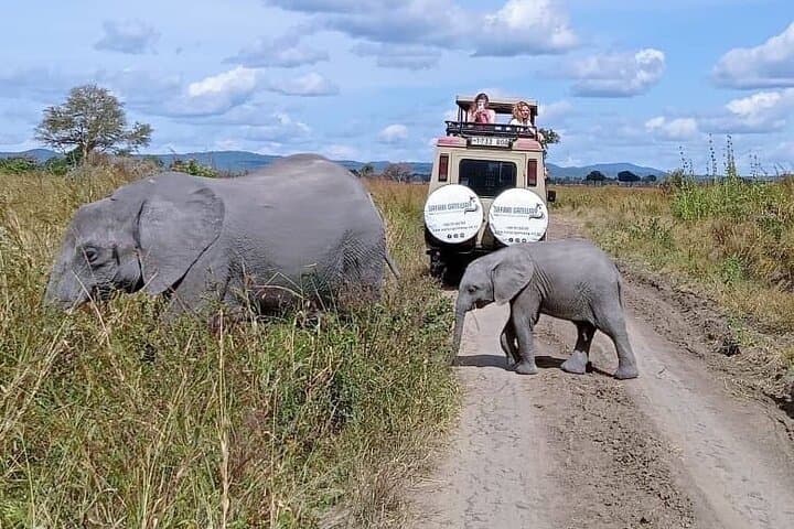 Mikumi Day Safari from Zanzibar: Mkata Floodplain Wildlife Flight-Return Experience photo 3