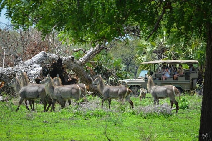 Mikumi Day Safari from Zanzibar: Mkata Floodplain Wildlife Flight-Return Experience photo 2