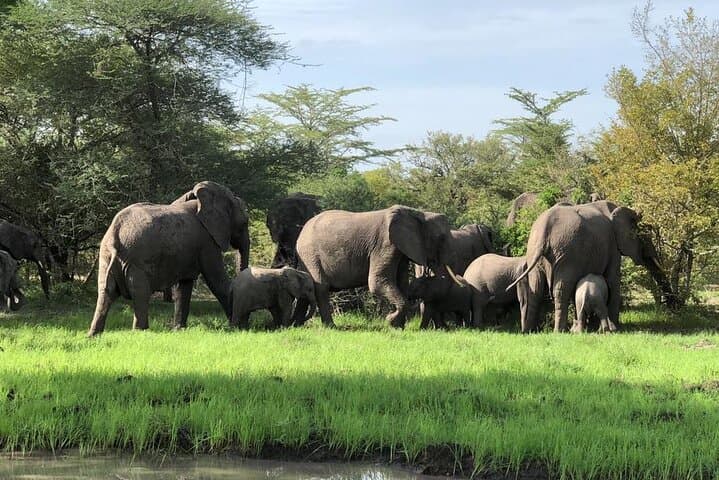 Mikumi Day Safari from Zanzibar: Mkata Floodplain Wildlife Flight-Return Experience photo 4