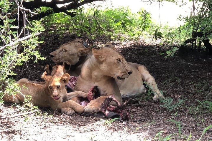 Mikumi Day Safari from Zanzibar: Mkata Floodplain Wildlife Flight-Return Experience photo 5