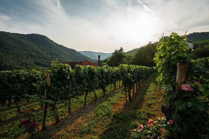 Wachau Valley Wine Tour from Vienna: Private Culinary & Cultural Day Trip photo 6