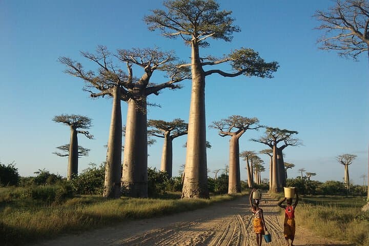Tsiribihina River Barge & Tsingy de Bemaraha Expedition — 9-Day Madagascar Wilderness Cruise