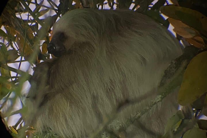 Monteverde Night Walks: After-Dark Wildlife Tour in Costa Rica's Cloud Forest photo 3