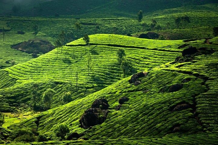 Kochi to Munnar Private Full-Day Guided Tour — Tea Plantations, Waterfalls & Spice Gardens