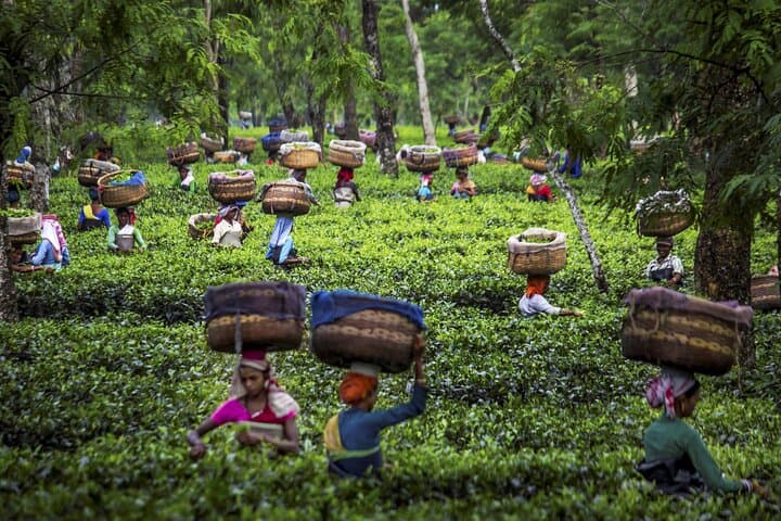 Kochi to Munnar Private Full-Day Guided Tour — Tea Plantations, Waterfalls & Spice Gardens photo 3