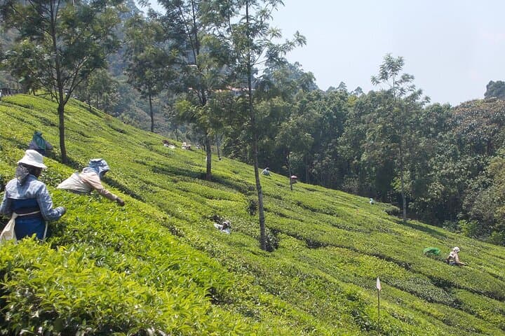 Full-Day Trek in Munnar: 16 km Tea & Spice Plantation Walk photo 4