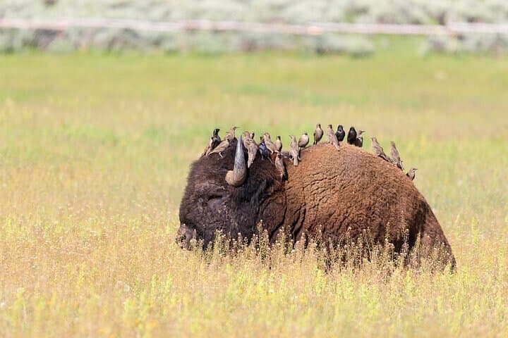 Best of Yellowstone: Full-Day Guided Tour from Gardiner photo 6