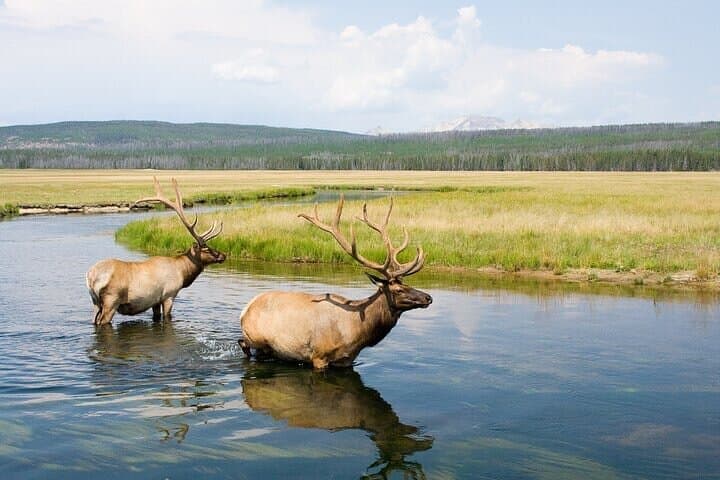 Explore Yellowstone’s Lamar Valley: Full-Day Wildlife Safari from Bozeman photo 2