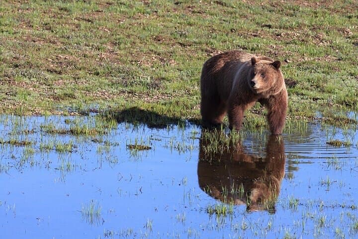 Best of Yellowstone: Full-Day Guided Tour from Gardiner photo 5