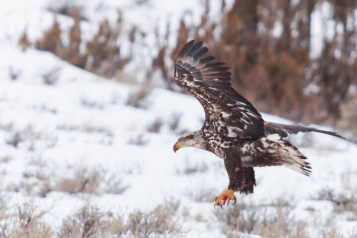 Yellowstone Winter Wildlife Safari: Exploring the Northern Range’s Untamed Majesty photo 3