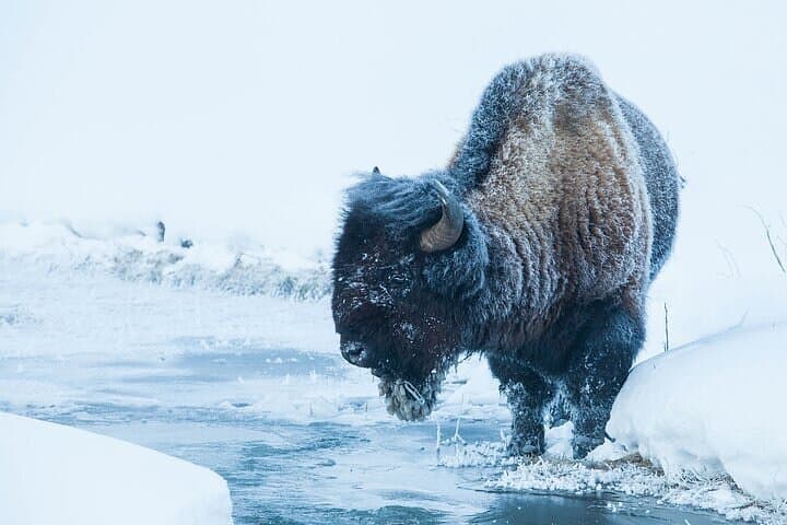 Yellowstone Winter Wildlife Safari from Bozeman — Full-Day Guided Wildlife Viewing photo 6