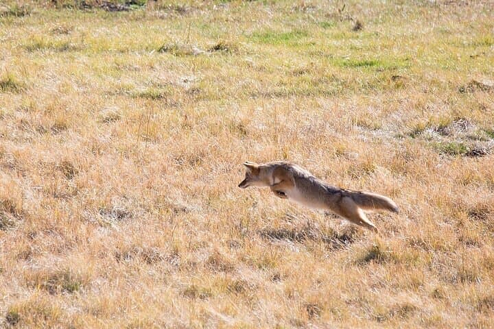 Best of Yellowstone Private Day Safari from Paradise Valley: Grand Prismatic to Hayden Valley photo 6