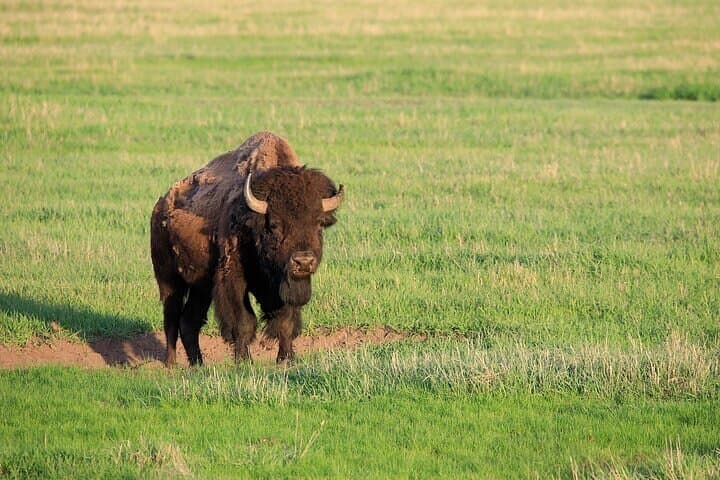 Best of Yellowstone National Park: Full-Day Private Safari from West Yellowstone photo 5