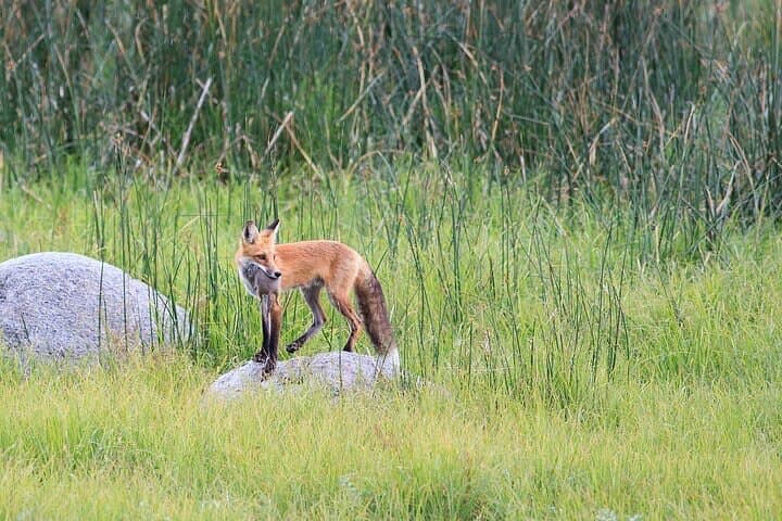 Yellowstone & Grand Teton in a Day: Private Full-Day Wildlife Safari from West Yellowstone photo 5