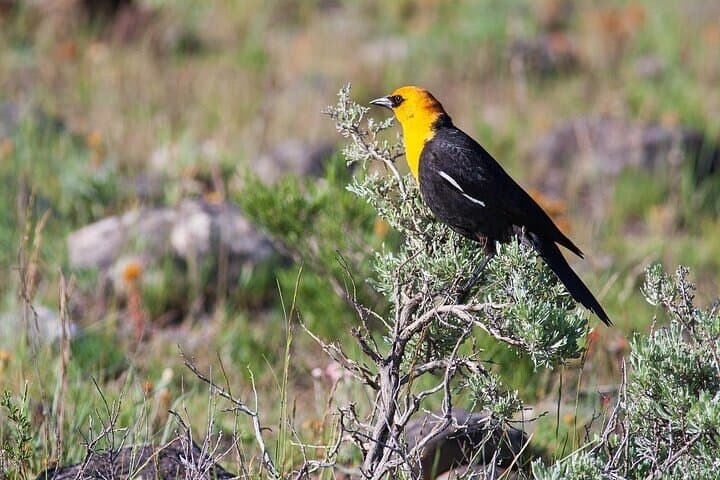 Private Yellowstone Wildlife Safari from Cody — Full-Day Guided Tour to Lamar Valley photo 6