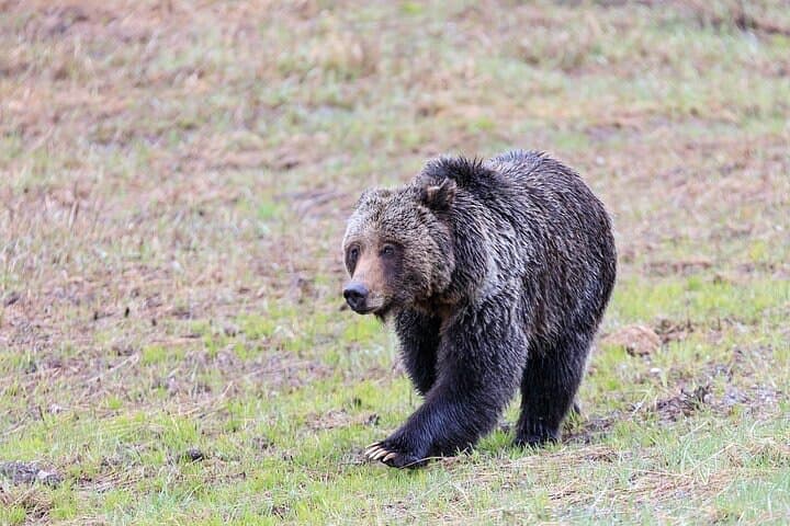 Lamar Valley Wildlife Safari from Gardiner — Full-Day Yellowstone Wildlife Tour photo 3
