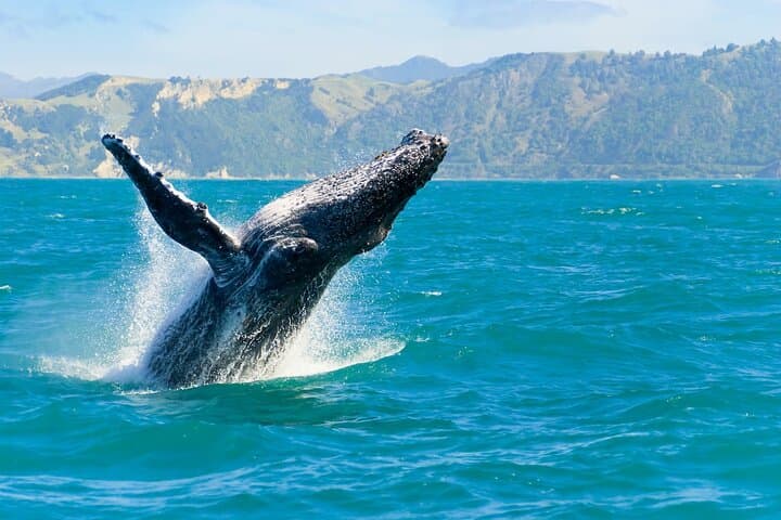 Hilo Royal Humpback Whale Exploration — Big Island Whale Watching photo 4