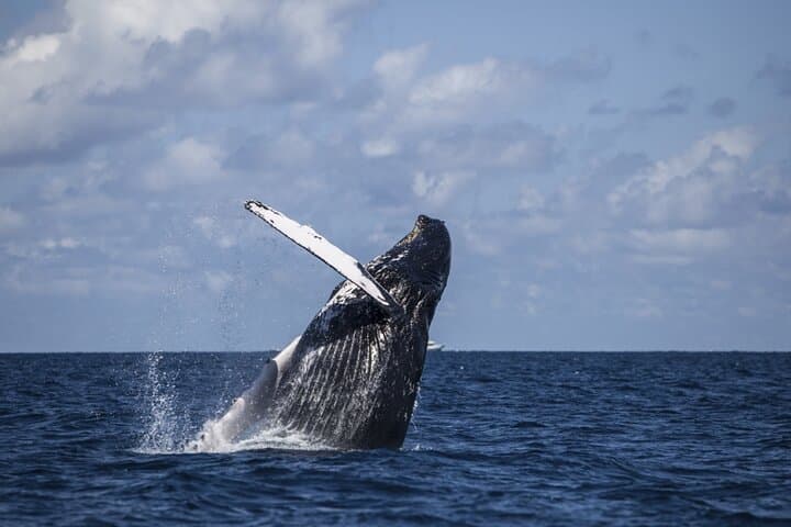 Hilo Royal Humpback Whale Exploration — Big Island Whale Watching photo 5