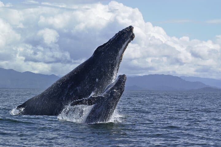 Hilo Royal Humpback Whale Exploration — Big Island Whale Watching photo 6
