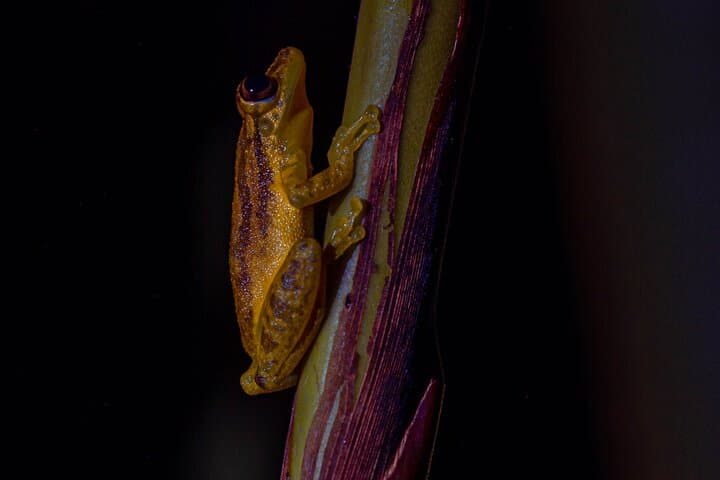 La Fortuna Night Walk: Frog Garden & Tapir River Corridor Experience photo 5