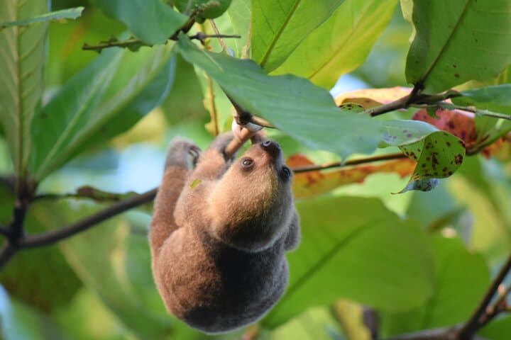 Sloth Tour La Fortuna Arenal: Private Natural Habitat Experience photo 4