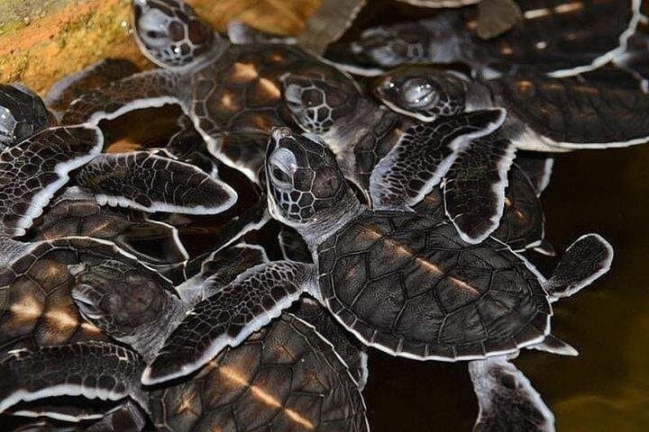 Full-Day Guided Tour to Galle: Fort Walks, Turtle Hatcheries & Hikkaduwa Surf photo 4