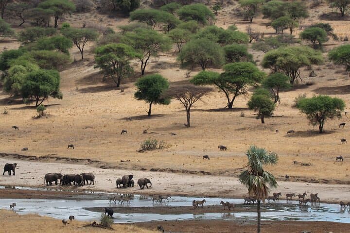 Private Day Trip to Tarangire National Park — Full-Day Safari from Moshi photo 2