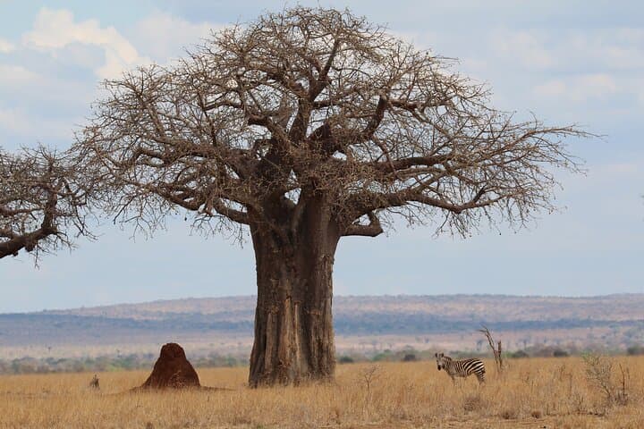 Private Day Trip to Tarangire National Park — Full-Day Safari from Moshi
