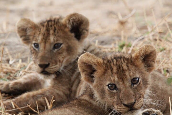 Private Day Trip to Tarangire National Park — Full-Day Safari from Moshi photo 3