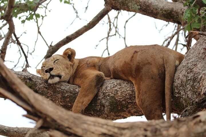 Private Day Trip to Tarangire National Park — Full-Day Safari from Moshi photo 4