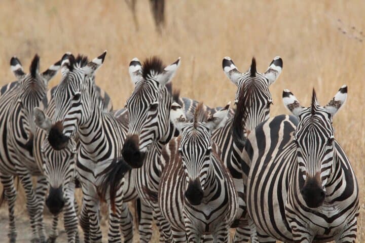 Private Day Trip to Tarangire National Park — Full-Day Safari from Moshi photo 5