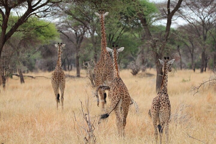Private Day Trip to Tarangire National Park — Full-Day Safari from Moshi photo 6