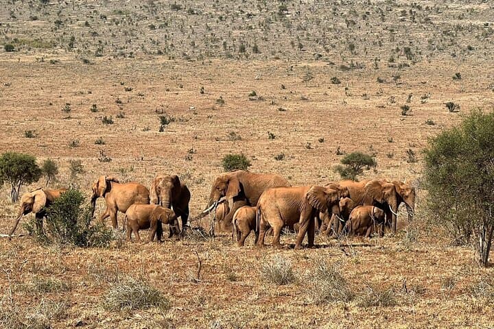 Train to Lions Bluff Lodge: 3-Day Lumo Conservancy Safari from Mombasa